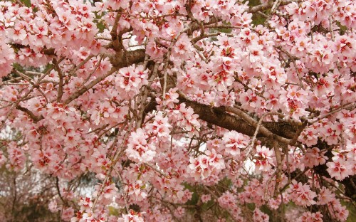 Image pink cherry blossom tree during daytime