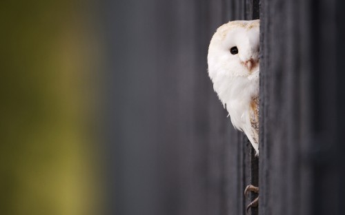 Image white bird on brown metal fence