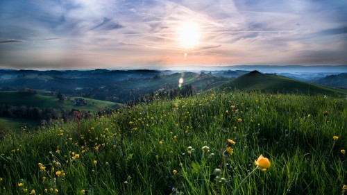 Image yellow flower on green grass field during daytime