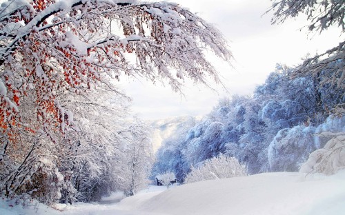 Image snow covered trees and mountains