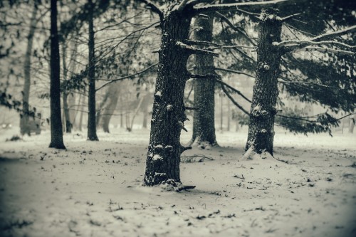 Image grayscale photography of leafless trees