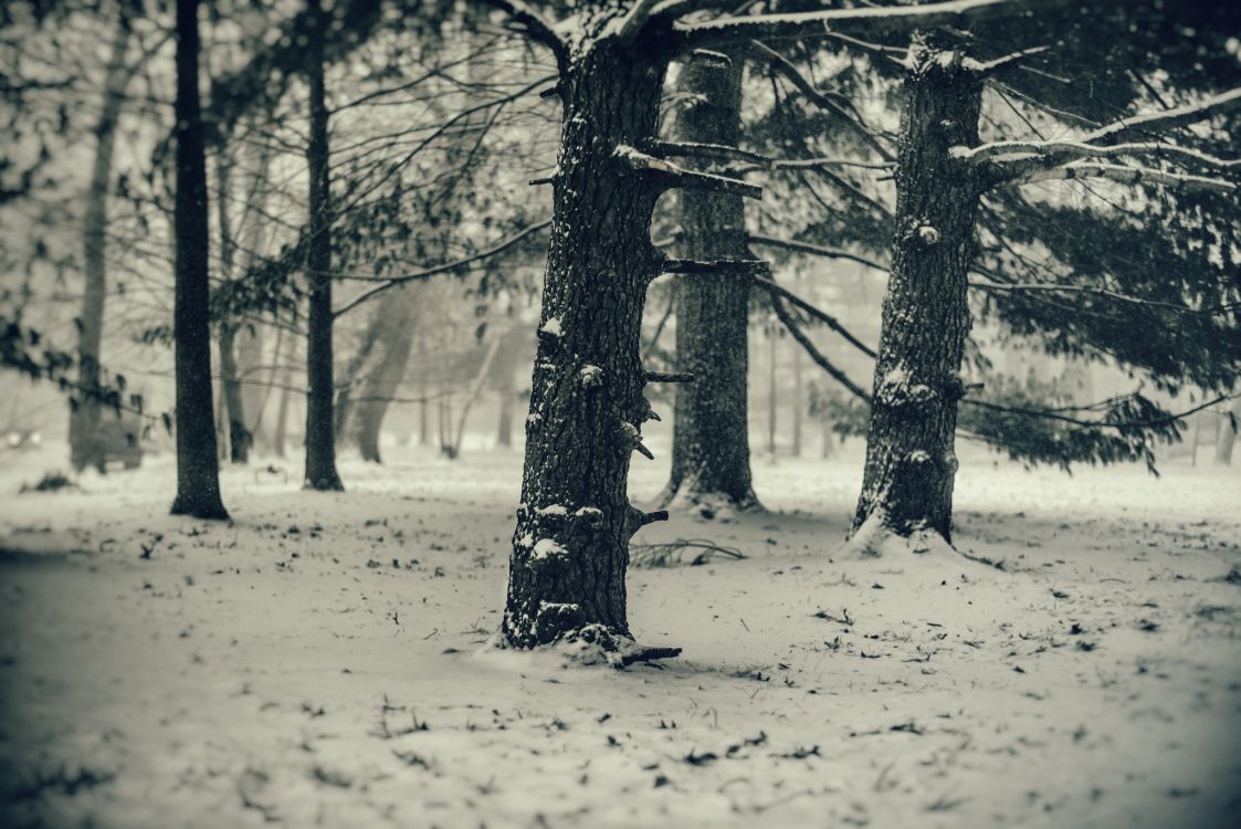 grayscale photography of leafless trees