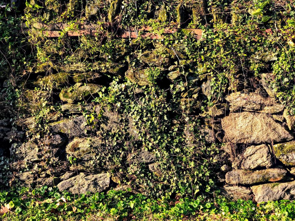 la Vegetación, Afloramiento, Arbustos, la Comunidad Vegetal, Rectángulo. Wallpaper in 4032x3024 Resolution