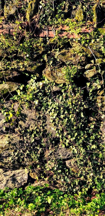 Image vegetation, outcrop, shrubland, plant community, plant