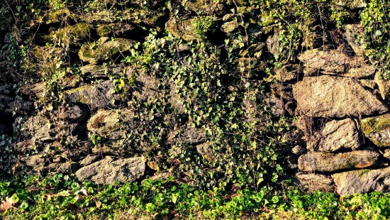 Image vegetation, outcrop, shrubland, plant community, plant