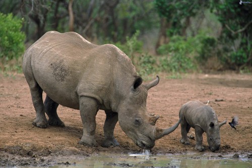 Image brown rhinoceros on water during daytime