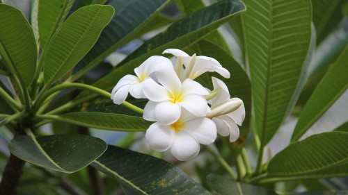 Image white and yellow flower in close up photography