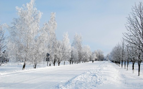 Image snow covered trees during daytime