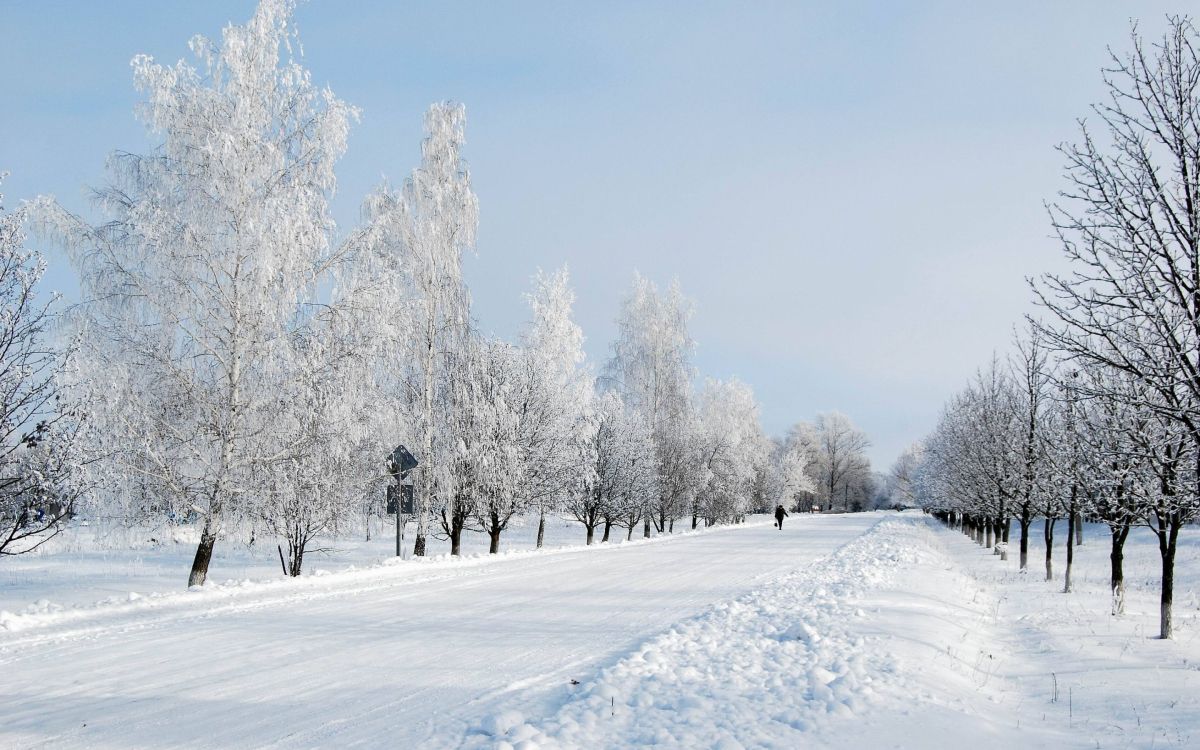 snow covered trees during daytime