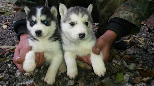 Image person holding white and black siberian husky puppy