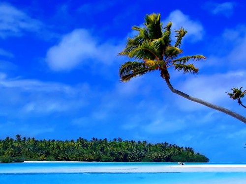 Image green palm tree near body of water during daytime