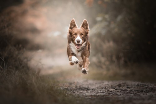 Image brown and white short coated dog running on gray soil during daytime