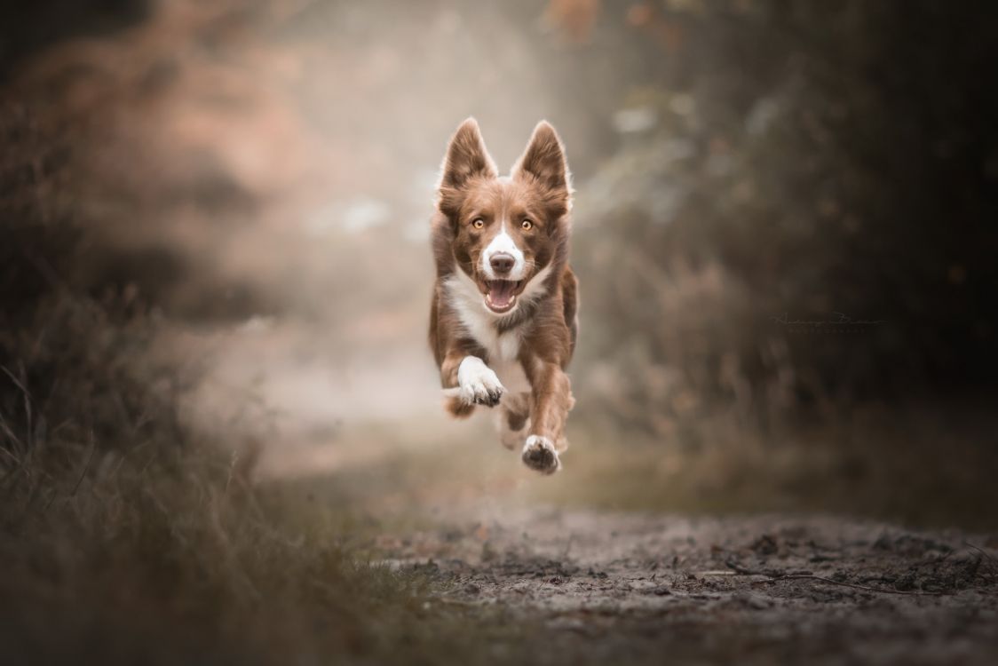 brown and white short coated dog running on gray soil during daytime