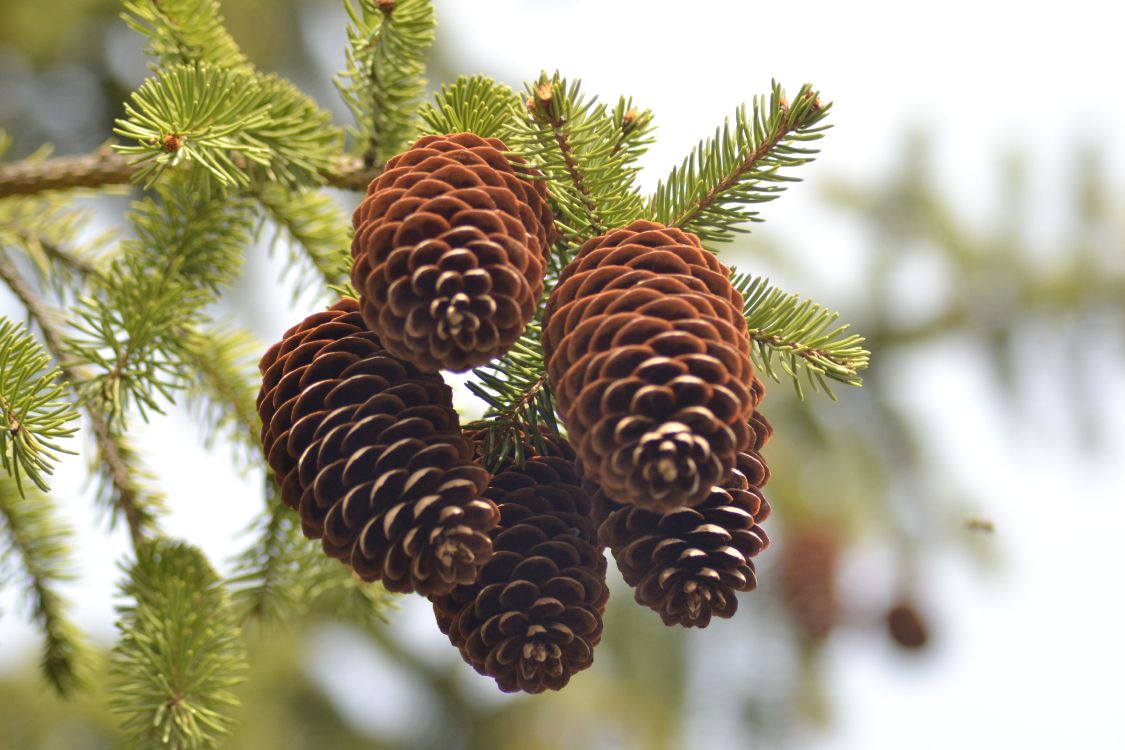 Braune Tannenzapfen in Tilt-Shift-Linse. Wallpaper in 4608x3072 Resolution
