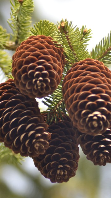 Image brown pine cones in tilt shift lens
