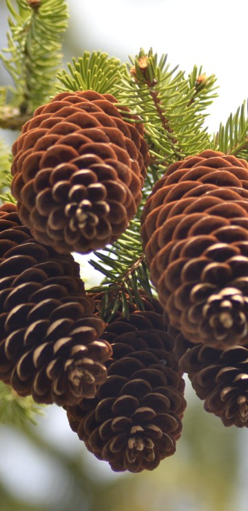 Image brown pine cones in tilt shift lens
