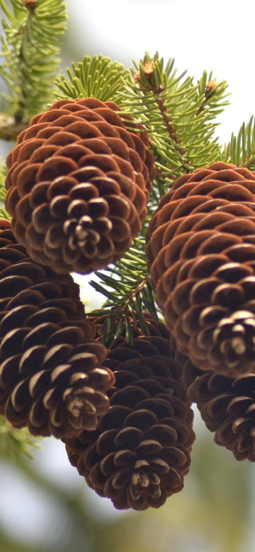 Image brown pine cones in tilt shift lens