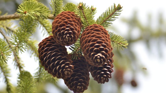 Image brown pine cones in tilt shift lens