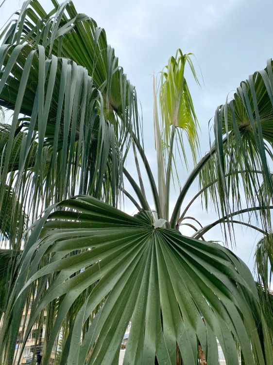 Végétation, Feuille, Sciences, Plante Terrestre, Plantes Ligneuses. Wallpaper in 3024x4032 Resolution