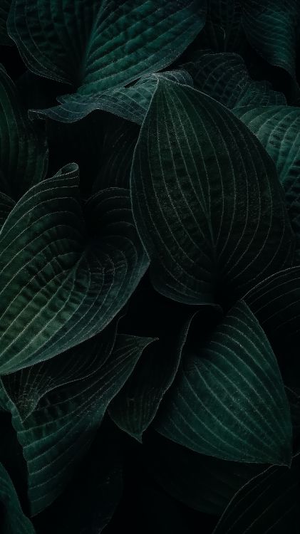 陆地上的植物, 地被, 显花植物, 对称, 关闭了 壁纸 1692x3008 允许