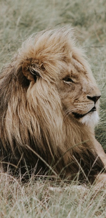 Image lion lying on brown grass during daytime