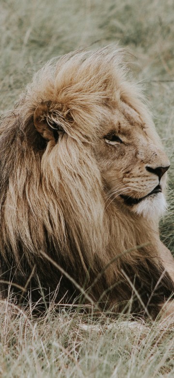 Image lion lying on brown grass during daytime