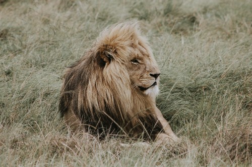 Image lion lying on brown grass during daytime