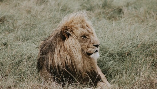 Image lion lying on brown grass during daytime