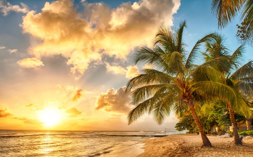 Image palm tree near body of water during daytime