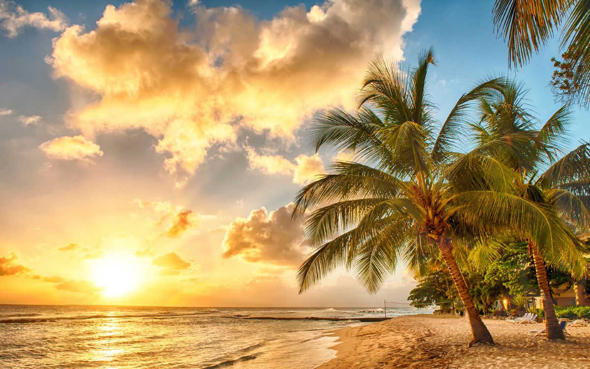 palm tree near body of water during daytime