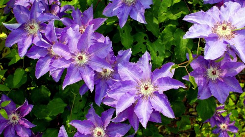 Image purple flowers with green leaves