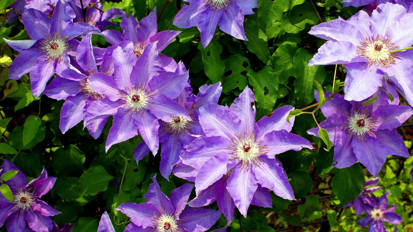 purple flowers with green leaves