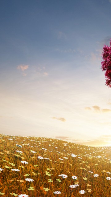 Image pink flower field during daytime