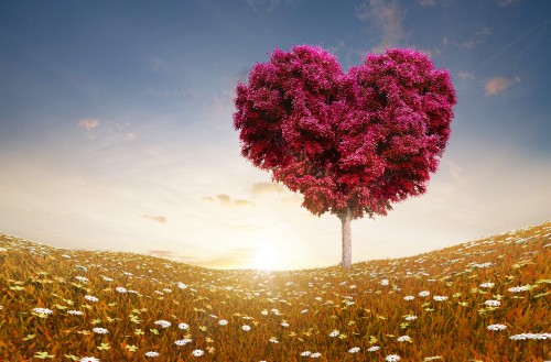 Image pink flower field during daytime