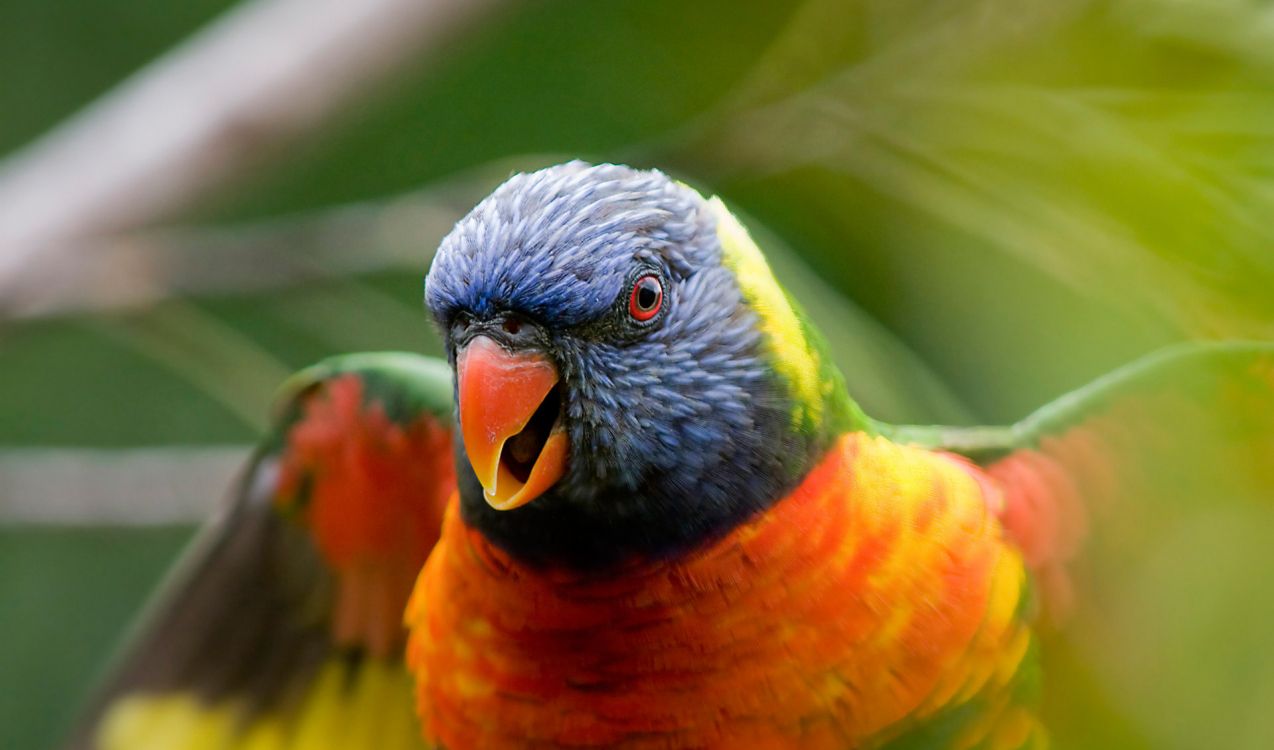 orange green and blue bird