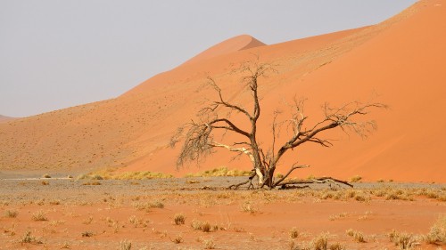 Image leafless tree on brown field during daytime