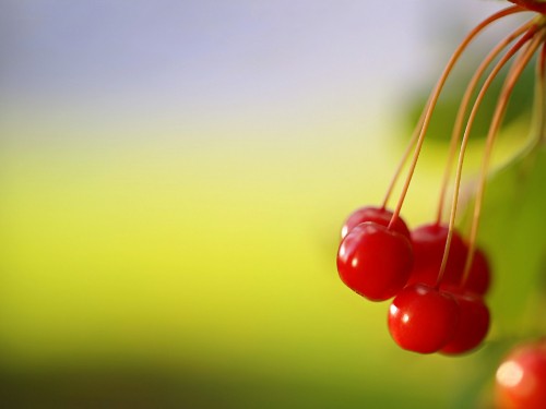 Image red, cherry, fruit, macro, sky