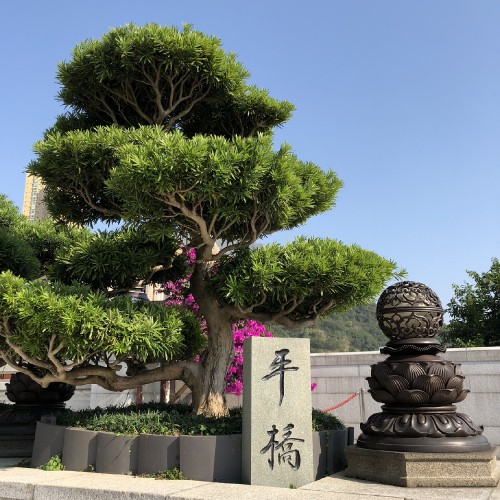 Image Hong Kong, tree, bonsai, woody plant, shrub