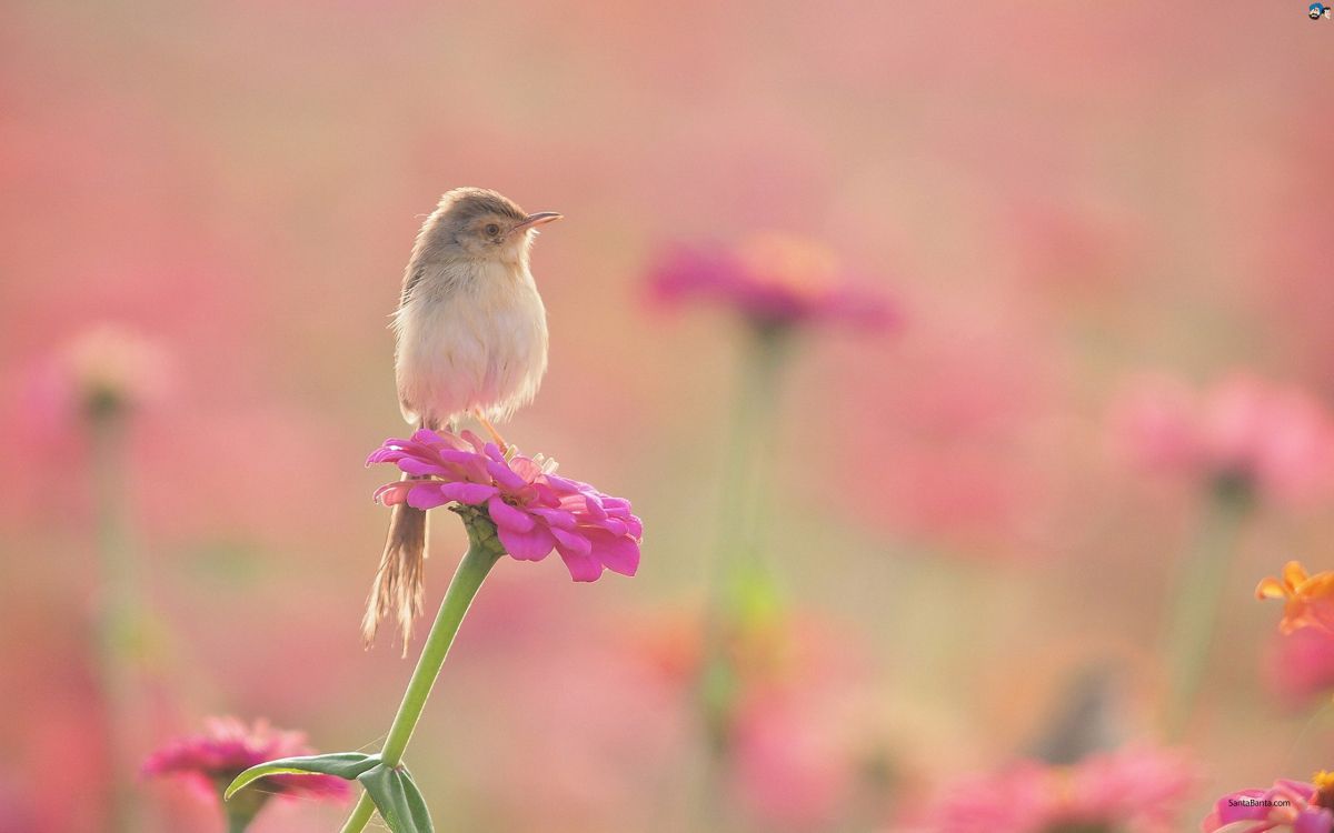 Oiseau Brun et Blanc Sur Fleur Rose. Wallpaper in 2560x1600 Resolution
