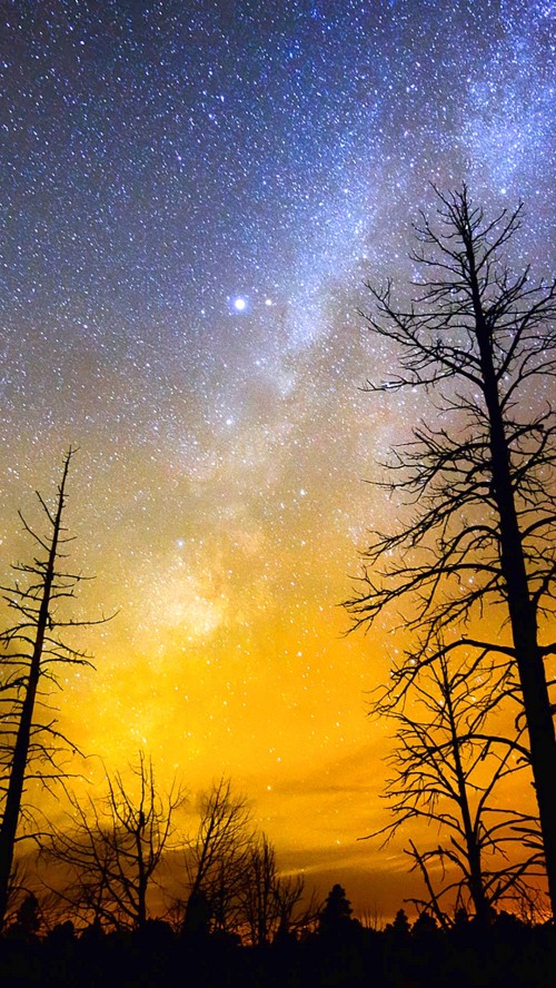 Image bare trees under blue sky with stars during night time