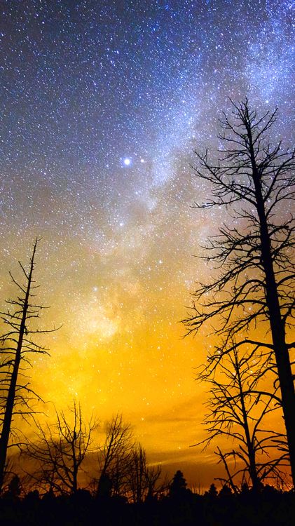 bare trees under blue sky with stars during night time