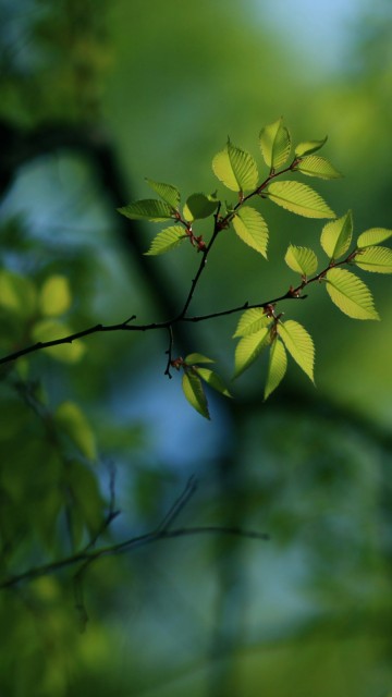 Image green leaves in tilt shift lens