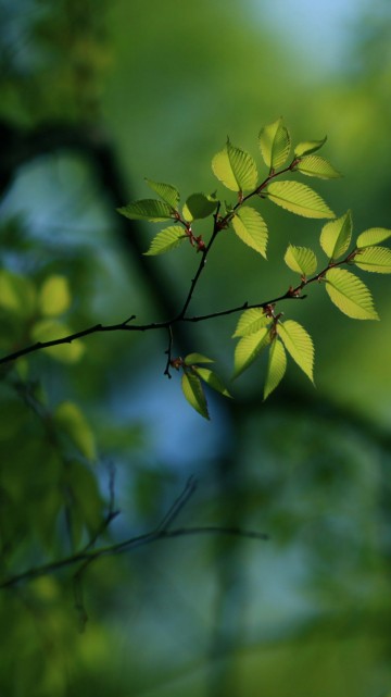 Image green leaves in tilt shift lens
