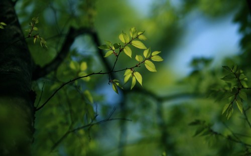 Image green leaves in tilt shift lens