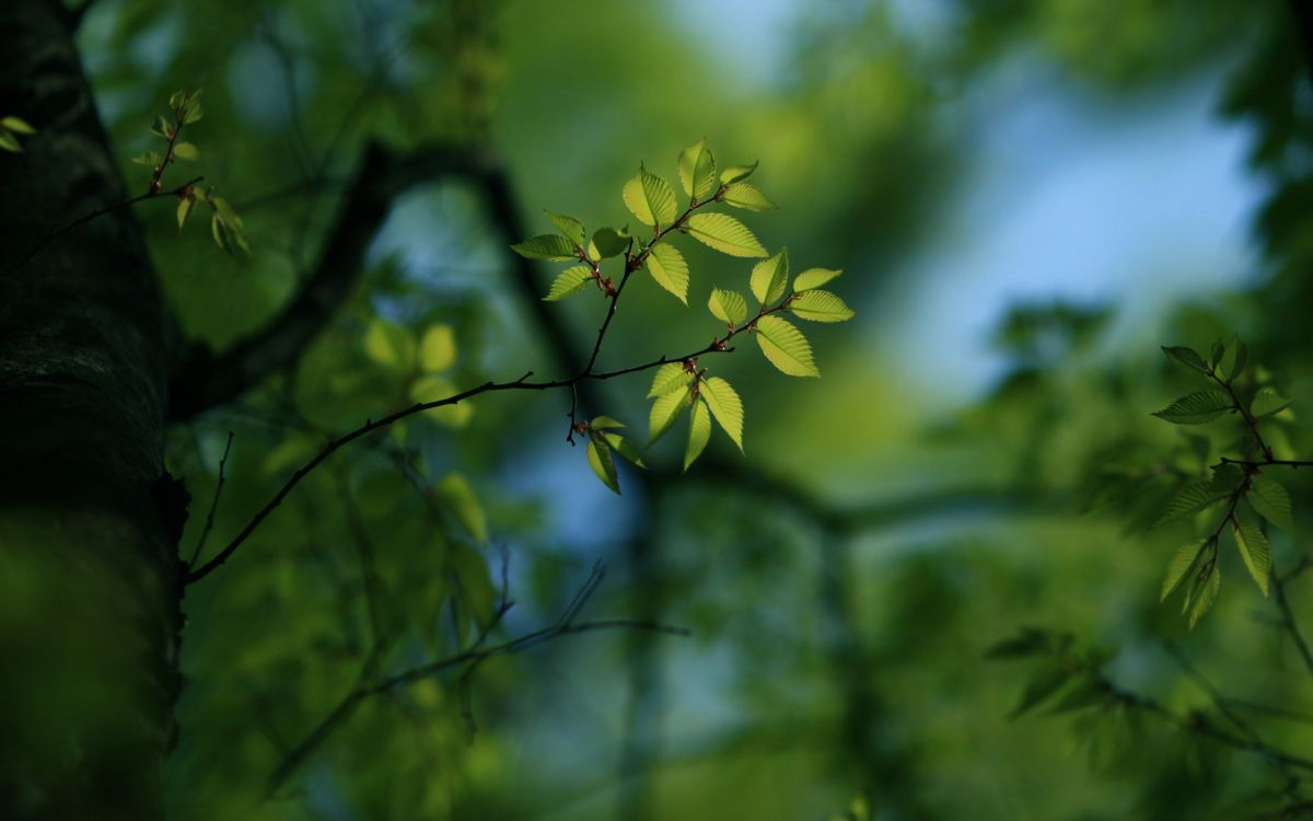 green leaves in tilt shift lens