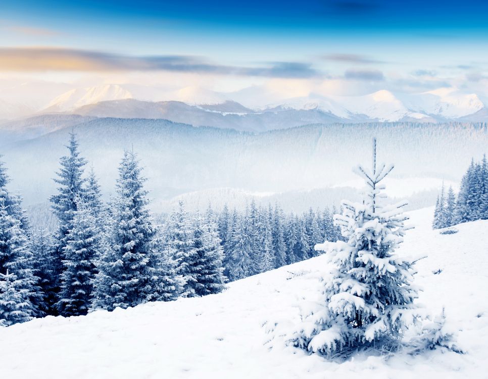 Pinos Cubiertos de Nieve y Montañas Durante el Día. Wallpaper in 4620x3584 Resolution