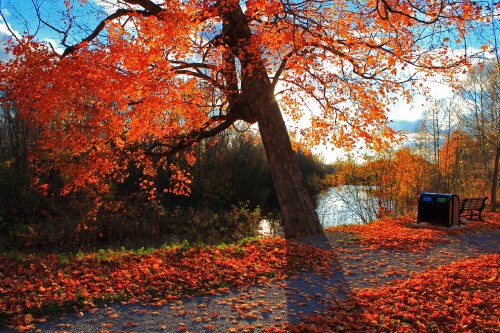 Image brown and red leaves on the ground