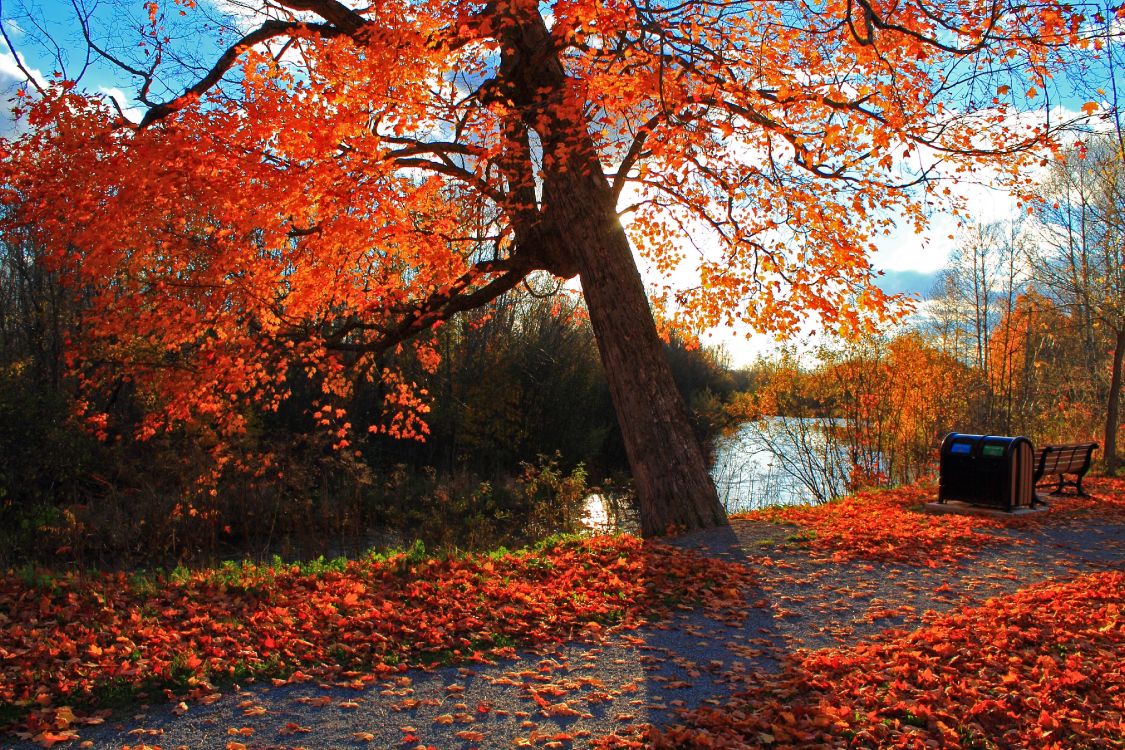 brown and red leaves on the ground