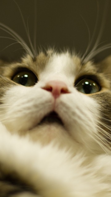 Image white and brown cat in close up photography