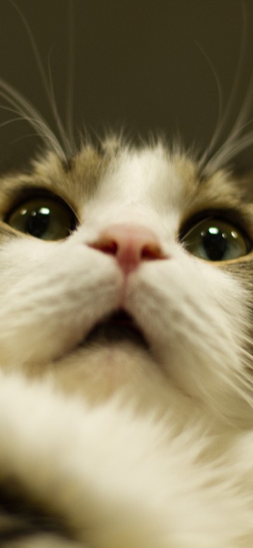 Image white and brown cat in close up photography